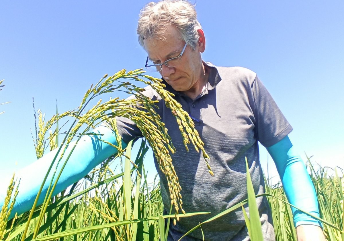 Prof. Matthias Wissuwa im Feld mit der neuen Reissorte Matrivika